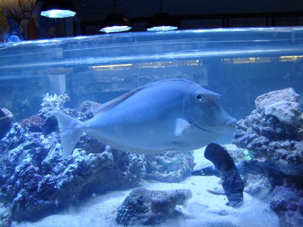  Naso unicornis (Bluespine Unicornfish)